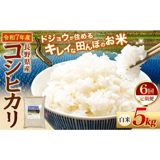 ふるさと納税 米 コシヒカリ 長野県 松川村  6回定期便 どじょうのいる田んぼのお米 コシヒカリ 信州安曇野松川村産｜白米 5kg 定期 6回 有機肥料 低農薬 自然…の画像