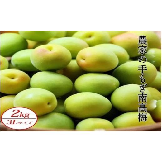 ふるさと納税 果物類 和歌山県 みなべ町 青梅 農家の手もぎ南高梅2kg(3Lサイズ) sakachu004A