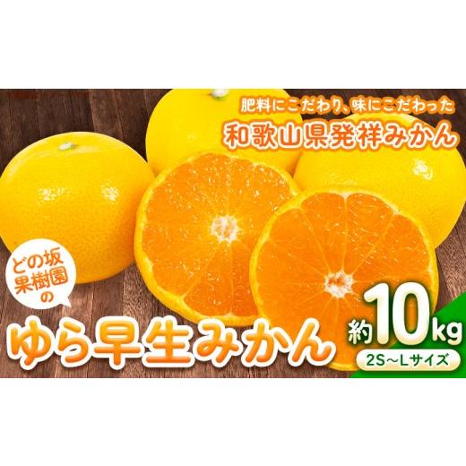 ふるさと納税 果物類 みかん 和歌山県 日高町 先行予約 みかん 驚異の糖度と深いコク ゆら早生 みかん 約 10kg (2S〜Lサイズ) どの坂果樹園[2026年10月中旬-…