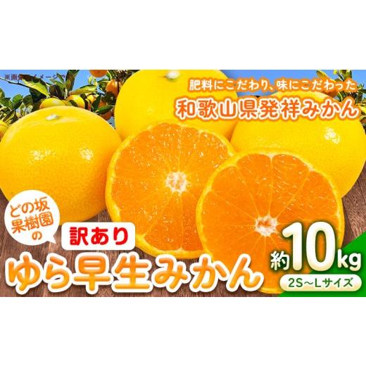 ふるさと納税 果物類 みかん 和歌山県 日高町 先行予約 訳あり ゆら早生みかん 約10kg (2S〜Lサイズ) どの坂果樹園[10月中旬-12月上旬頃出荷予定] 和歌山県…