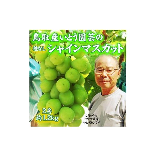 ふるさと納税 ぶどう マスカット 鳥取県 鳥取市 農家直送 鳥取いとう園芸産 シャインマスカット 2房で約1.2kg