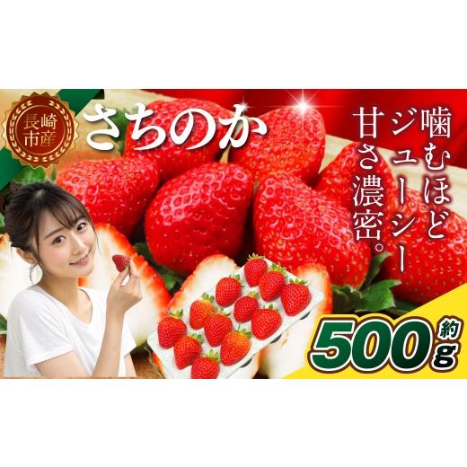 ふるさと納税 いちご 長崎県 長崎市 いちご 「 さちのか 」 約500g(500g×1箱) 2027年1月上旬〜3月上旬出荷予定 果物 くだもの 果実 苺 イチゴ フルーツ 果…