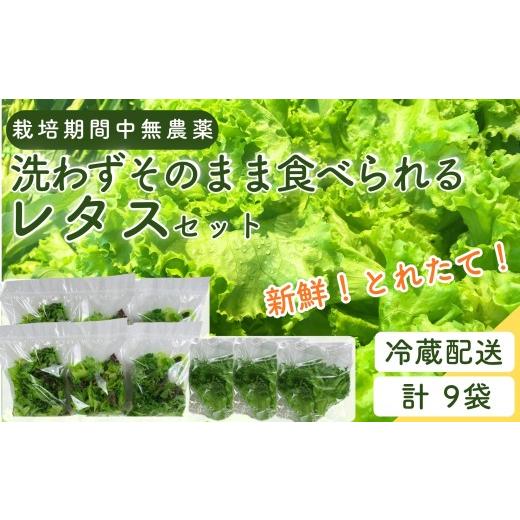 ふるさと納税 セット・詰合せ 宮城県 東松島市 野菜 詰め合わせ レタス ベビーリーフ 洗わずそのまま食べられる 栽培期間中農薬不使用 日本テレビ『news ever…
