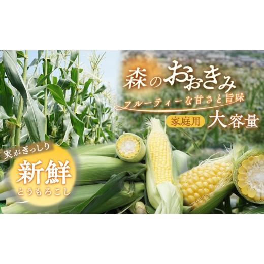 ふるさと納税 とうもろこし 静岡県 森町 森町産“森のおおきみ"平均糖度18度超え・朝採れスイートコーン(たっぷり大容量) とうもろこし スイートコーン 森…