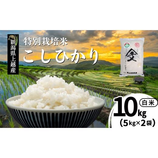 ふるさと納税 米 コシヒカリ 新潟県 上越市 令和7年産 新潟県上越産「 特別栽培米 コシヒカリ 」 白米 10kg(5kg×2袋) 内山農産 こしひかり お米 こめ おす…