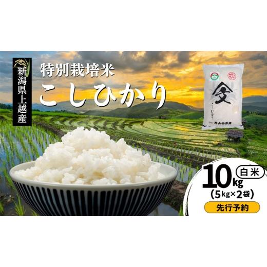 ふるさと納税 米 コシヒカリ 新潟県 上越市 先行予約 令和8年産 新潟県上越産「 特別栽培米 コシヒカリ 」 白米 10kg(5kg×2袋) 内山農産 こしひかり お米 …