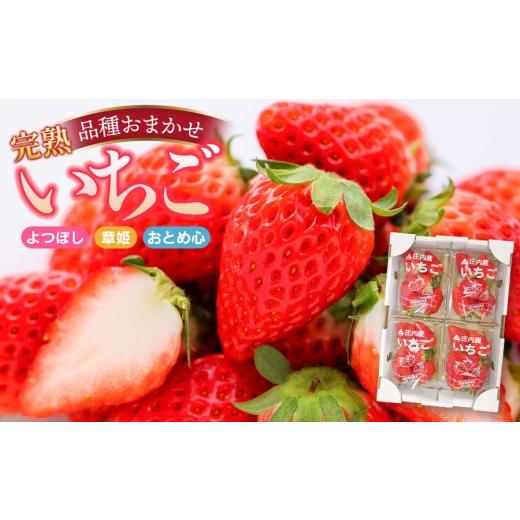 ふるさと納税 いちご 山形県 鶴岡市 令和8年産 庄内産 完熟いちご 詰め合わせ (品種おまかせ) 1kg Lサイズ以上 株式会社 鶴岡中央青果 | 厳選 苺 東北 山形 …