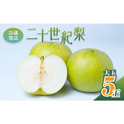 ふるさと納税 梨 鳥取県 岩美町 2026年 先行予約 二十世紀梨 魅力の大玉5玉入り 冷蔵発送|鳥取 井上農園 梨 なし ナシ 青梨 果物 フルーツ 4L〜5L 41069