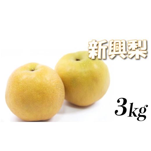 ふるさと納税 梨 鳥取県 岩美町 先行予約 中野農園 梨 "新興梨" 3kg箱|鳥取 岩美 梨 なし ナシ 赤梨 果物 フルーツ お届けは2026年11月以降 41083