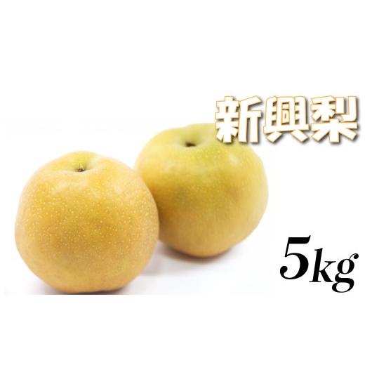 ふるさと納税 梨 鳥取県 岩美町 先行予約 中野農園 梨 "新興梨" 5kg箱|鳥取 岩美 梨 なし ナシ 赤梨 果物 フルーツ お届けは2026年11月以降 41084
