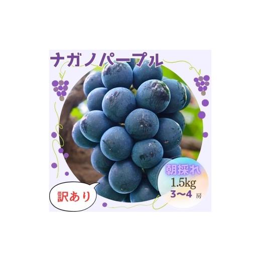 ふるさと納税 果物類 ぶどう 長野県 高森町 訳あり 朝採れ厳選ナガノパープル 1.5kg(3〜4房)