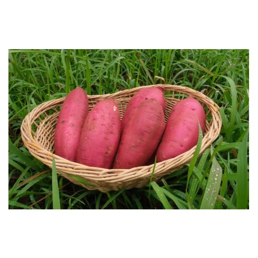 ふるさと納税 野菜類 サツマイモ 千葉県 多古町 秋山農園から話題のさつまいも「栗かぐや(R)」5kg