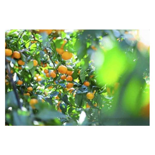 ふるさと納税 果汁飲料 みかん 愛媛県 八幡浜市  SUNSET 夕やけみかん100%ジュース(12本入) H49-7 1304853 YWTZ009の画像