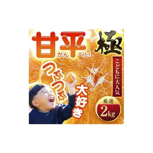 ふるさと納税 みかん・柑橘類 愛媛県 八幡浜市 甘みぎっっしり シャキシャキ甘い 甘平 2kg D49-63 _みかん ミカン 柑橘 甘平 かんぺい 果物 くだもの フルー…