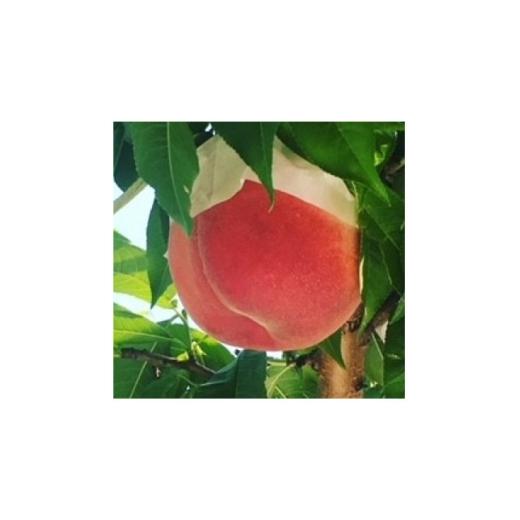 ふるさと納税 もも 山梨県 山梨市 先行受付 桃 2kg(5~7玉入り) 1716297