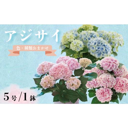 ふるさと納税 雑貨・日用品 花 千葉県 銚子市 アジサイ 5号 1鉢 紫陽花 色 種類 お任せ おまかせ お花 鉢 鉢植え ギフト 贈物 贈り物 プレゼント 母の日 お母…