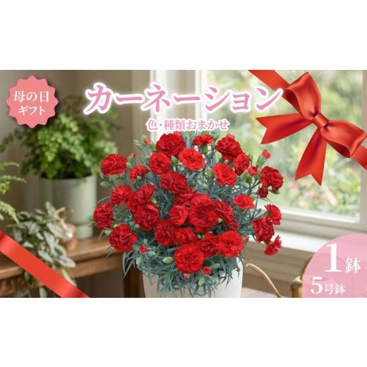 ふるさと納税 雑貨・日用品 花 千葉県 銚子市 カーネーション 5号 1鉢 母の日 色 種類 お任せ おまかせ お花 鉢 鉢植え ギフト 贈物 贈り物 プレゼント 母の日…