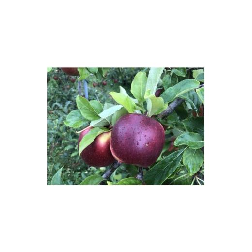 ふるさと納税 りんご 青森県 黒石市 青森りんご 恋空(こいぞら) 家庭用 約5kg お盆の頃に収穫 真夏の本格派りんご 約18個入り 1648322