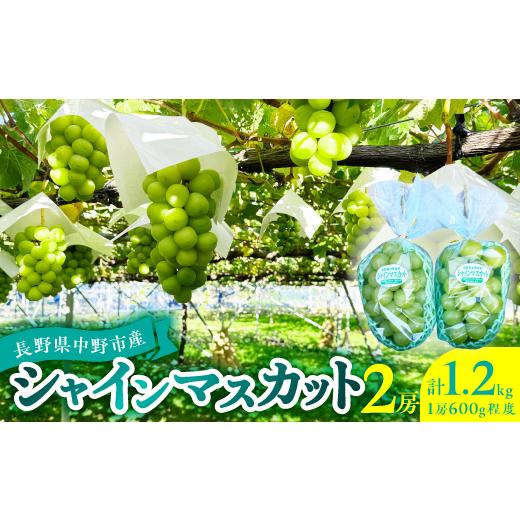 ふるさと納税 ぶどう 長野県 中野市 2026年発送 シャインマスカット2房1.2kg以上 1686234