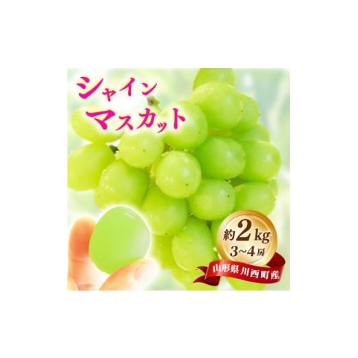 ふるさと納税 ぶどう マスカット 山形県 川西町 先行予約 令和8年産 シャインマスカット 約2kg(3房〜4房) 1721854