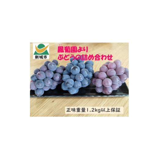 ふるさと納税 ぶどう 巨峰 愛知県 新城市 ぶどう 8月中旬以降発送 1.2kg以上 1704826