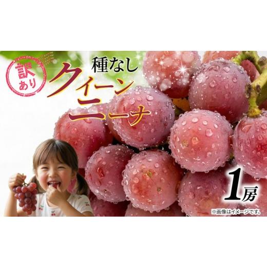 ふるさと納税 梨 千葉県 銚子市 訳あり ぶどう クイーンニーナ 1房 500g以上 2026年発送分 数量限定 先行予約 種なし 葡萄 産地直送 グレープ おすすめ 人気 …