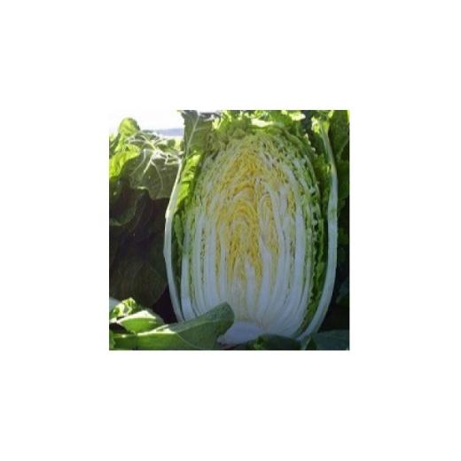 ふるさと納税 野菜類 長野県 木祖村 2026年10月発送分 一玉一玉が大きい シャキシャキ新鮮 御嶽はくさい 2玉 1725779