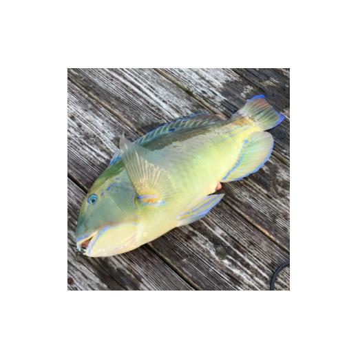 ふるさと納税 旬の鮮魚等 沖縄県 中城村 沖縄三大高級魚 マクブ 1kg(下処理済み・冷蔵発送) 1726861