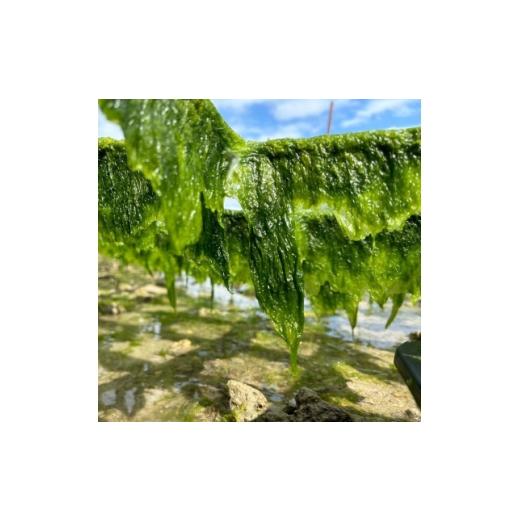 ふるさと納税 のり・海藻 沖縄県 中城村 中城産 海人が手摘みで厳選 生アーサ 600g(300g×2袋) 1726864