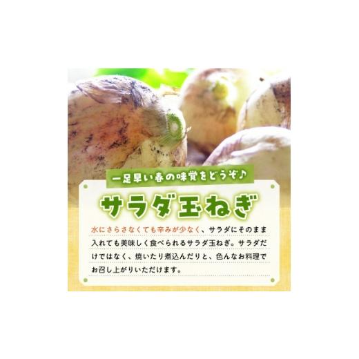 ふるさと納税 野菜類 玉ねぎ 鹿児島県 南九州市 春を告げるサラダ玉ねぎ5kg 1726404の画像