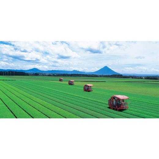 ふるさと納税 野菜類 玉ねぎ 鹿児島県 南九州市 春を告げるサラダ玉ねぎ5kg 1726404の画像