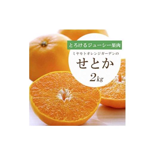 ふるさと納税 みかん・柑橘類 愛媛県 八幡浜市 先行受付 とろける濃厚果肉 せとか2kg 愛媛県八幡浜産 E25-37 _みかん ミカン 愛媛県 フルーツ 果物 くだもの …