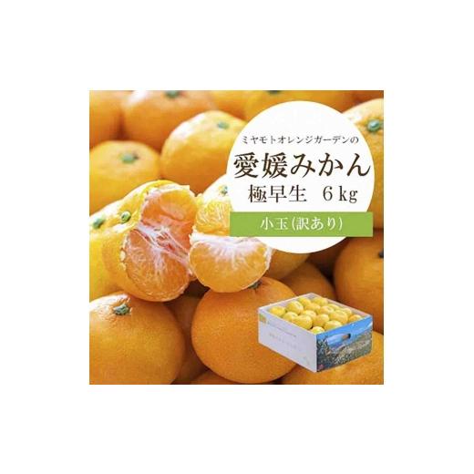 ふるさと納税 果物類 みかん 愛媛県 八幡浜市 シーズン一番採り 極早生みかん 小玉6kg 訳あり C25-47 1248092 YW