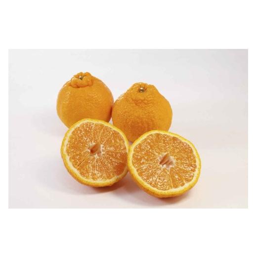 ふるさと納税 みかん・柑橘類 愛媛県 八幡浜市 樹上完熟 不知火(デコ)3kg『甘みと程よい酸味のバランスが絶妙』 C70-29 _みかん ミカン 不知火 しらぬい 濃厚…