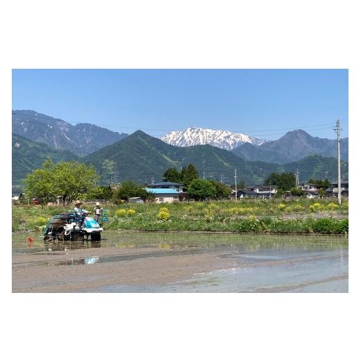 ふるさと納税 米 コシヒカリ 長野県 松川村  令和8年産先行予約 6回定期便 どじょうのいる田んぼのお米 コシヒカリ 信州安曇野松川村産｜馬場農園 玄米 5kg 定…の画像