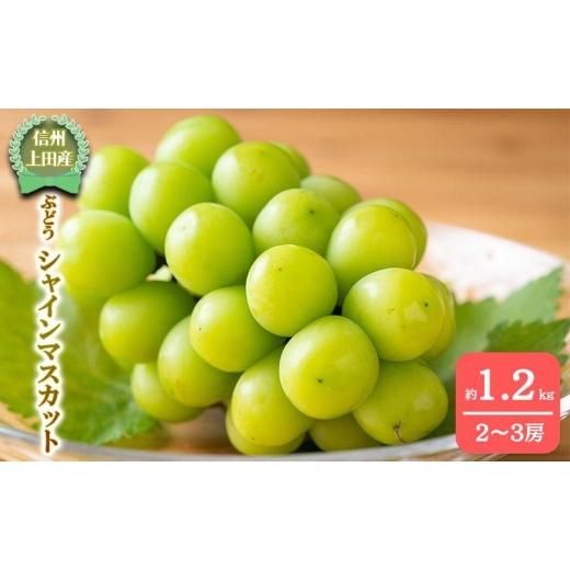 ふるさと納税 ぶどう マスカット 長野県 上田市 2026年産 シャインマスカット 1.2kg ぶどう 葡萄 ブドウ マスカット 果物 くだもの フルーツ デザート 旬の果…
