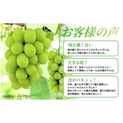 ふるさと納税 ぶどう マスカット 長野県 上田市  2026年産 シャインマスカット 3kg ぶどう 葡萄 ブドウ マスカット 果物 くだもの フルーツ デザート 旬の果物…の画像