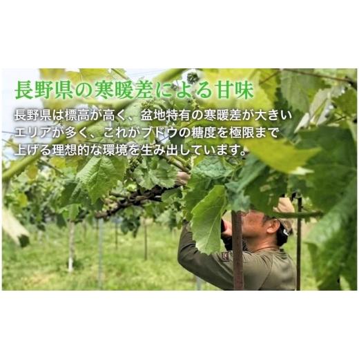 ふるさと納税 ぶどう マスカット 長野県 上田市  2026年産 シャインマスカット 3kg ぶどう 葡萄 ブドウ マスカット 果物 くだもの フルーツ デザート 旬の果物…の画像