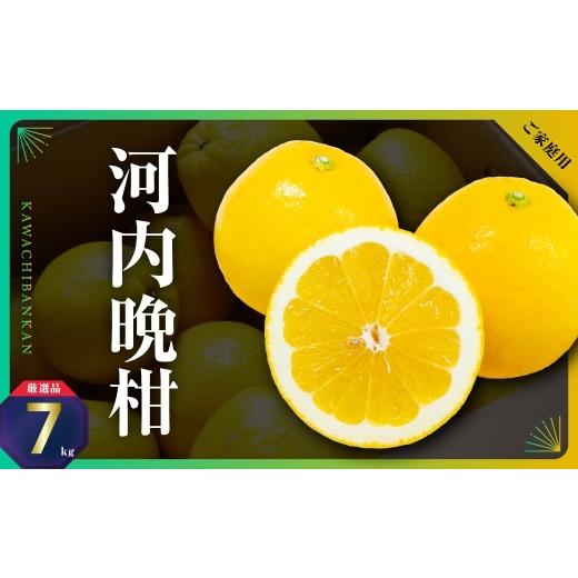 ふるさと納税 みかん・柑橘類 愛媛県 八幡浜市 三代目の河内晩柑7kg(家庭用) C31-30 _晩柑 河内晩柑 みかん ミカン 柑橘 フルーツ 果物 くだもの 青果 産地直…