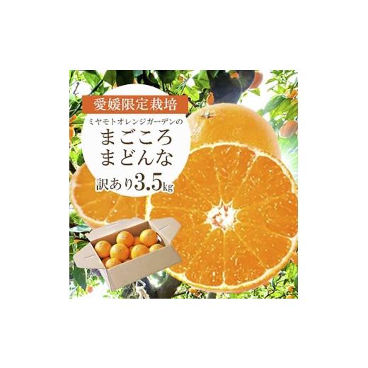 ふるさと納税 みかん・柑橘類 愛媛県 八幡浜市 紅まどんなと同品種 愛媛果試28号 まごころまどんな 3.5kg 訳あり|愛媛県八幡浜産_みかん ミカン マドンナ 紅…