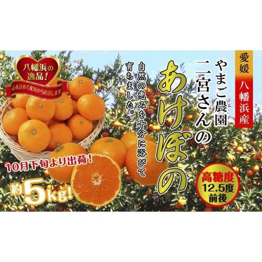 ふるさと納税 果物類 みかん 愛媛県 八幡浜市 濃厚な味わい やまご農園 高糖度みかん 「あけぼの」 C39-11 _ みかん ミカン 柑橘 温州 果物 くだもの フルーツ…