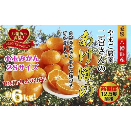 ふるさと納税 果物類 みかん 愛媛県 八幡浜市 濃厚な味わい やまご農園の「あけぼの小玉」約6kg C39-21 _ みかん ミカン 柑橘 温州 果物 くだもの フルーツ 旬…
