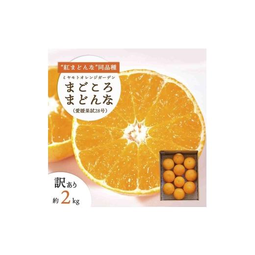 ふるさと納税 みかん・柑橘類 愛媛県 八幡浜市 訳あり 紅まどんな と同品種 愛果28号 2kg C25-179 1606309 YW