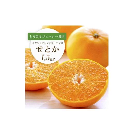 ふるさと納税 みかん・柑橘類 愛媛県 八幡浜市 先行受付 とろける濃厚果肉 せとか1.5kg 愛媛県八幡浜産 C25-210 1612641 YW