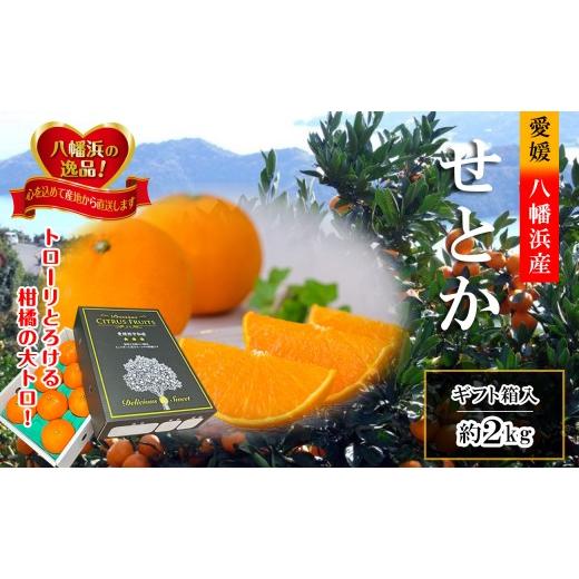 ふるさと納税 みかん・柑橘類 愛媛県 八幡浜市 2027年2月〜順次出荷 柑橘の大トロ「せとか」約2kg C39-55 _みかん ミカン 柑橘 せとか フルーツ くだもの 果…