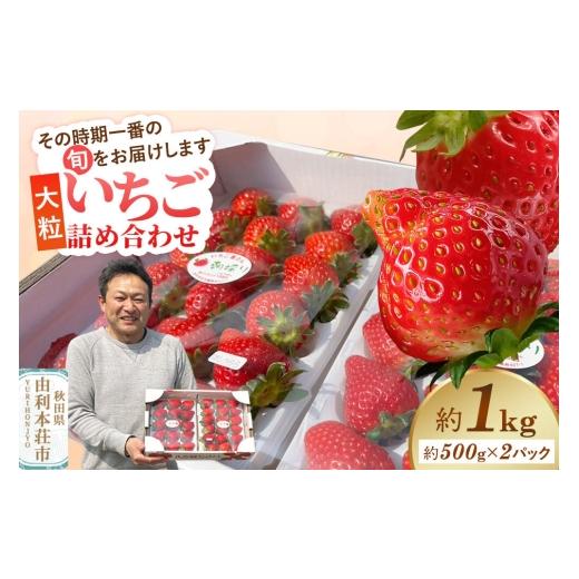 ふるさと納税 いちご 秋田県 由利本荘市 大粒いちご詰め合わせ 合計約1kg(約500g×2パック)いちご屋さんのいちご 苺 いちご イチゴ 果物 フルーツ 旬 詰め合…