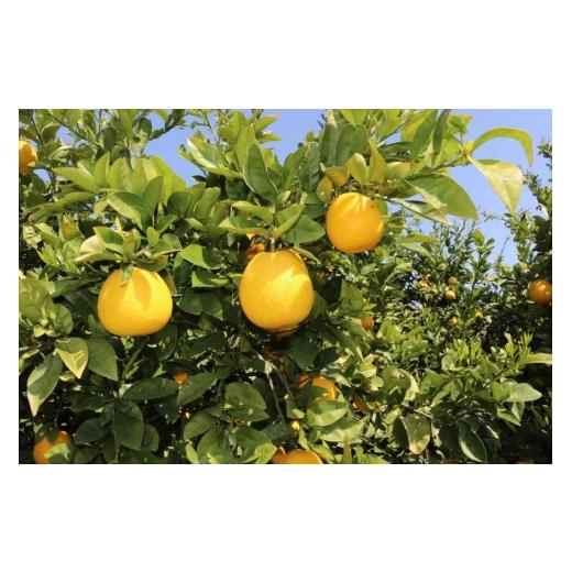 ふるさと納税 みかん・柑橘類 愛媛県 八幡浜市 小林果園の河内晩柑(約5kg) C24-26 _グレープフルーツ 晩柑 文旦 フルーツ 果物 みかん ミカン オレンジ 旬 送…