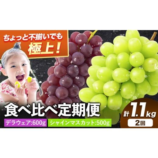 ふるさと納税 ぶどう マスカット 大阪府 羽曳野市 デラウェア・シャインマスカット食べ比べ定期便 デラウェア シャイン 訳あり シャインマスカット 約600g 約…