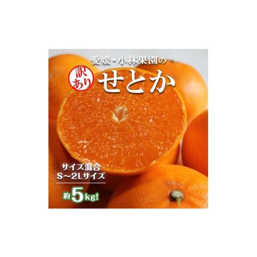 ふるさと納税 みかん・柑橘類 愛媛県 八幡浜市 訳アリ 数量限定500箱 愛媛・小林果園のせとか 約5キロ D24-38 1711119 YW