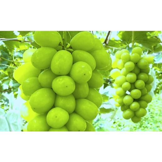 ふるさと納税 果物類 ぶどう 愛媛県 内子町 シャインマスカット 2房 bloom leaf ブルームリーフ合同会社 BKBI001 ／ シャインマスカット しゃいんますかっと …の画像